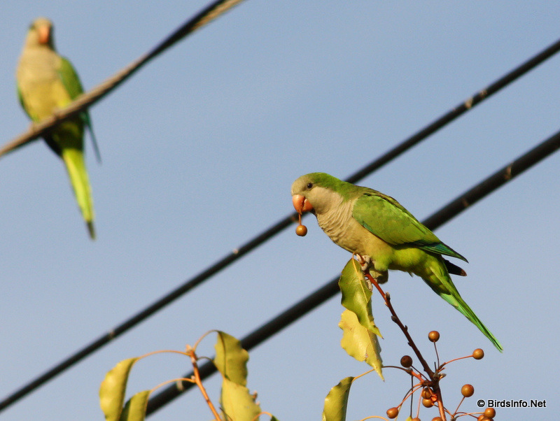 Monk Parakeet